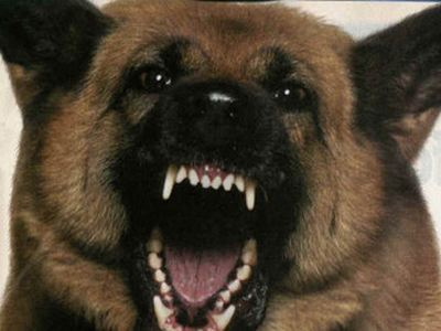 Παγκόσμια Ημέρα κατά της Λύσσας